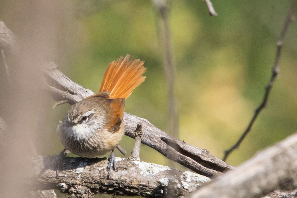 Necklaced Spinetail - Roland Pfeiffer