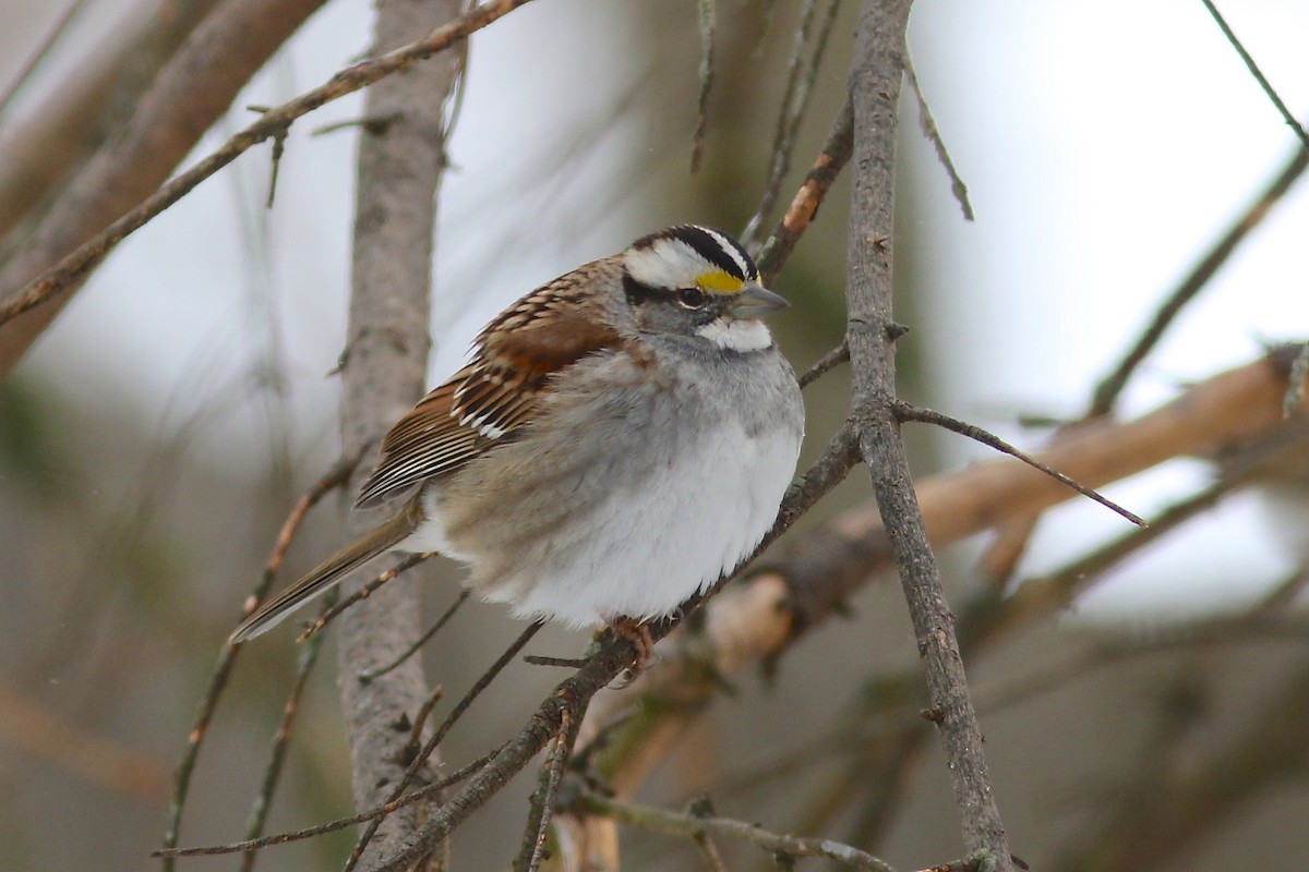 White-throated Sparrow - ML51360631