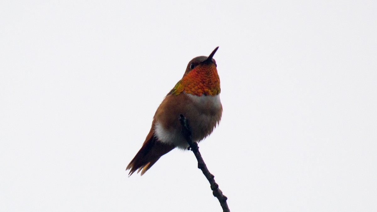 Allen's Hummingbird - Peter Nguyen