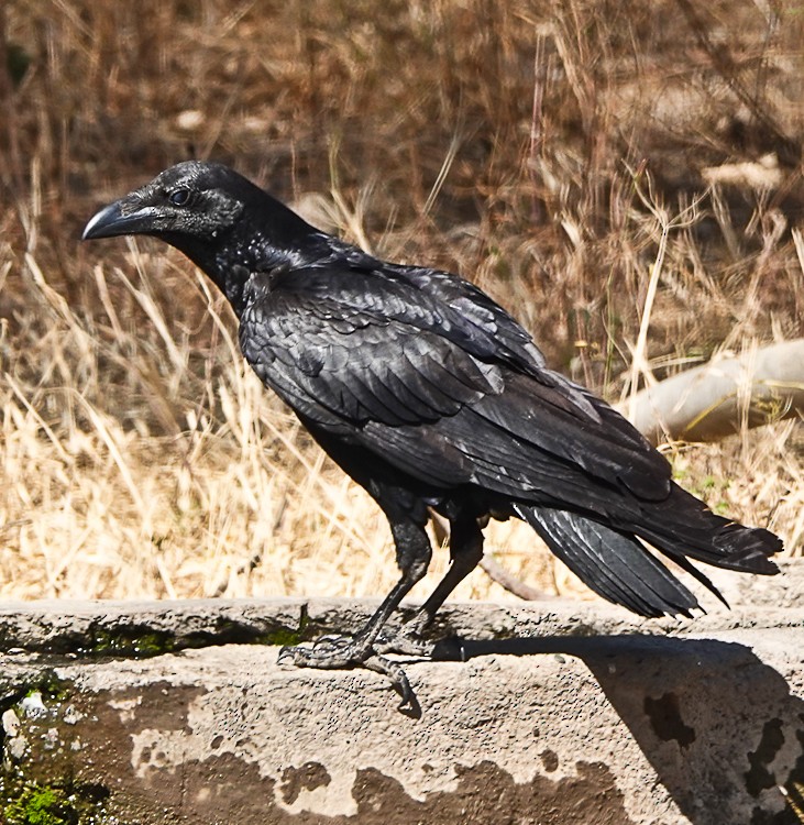 Fan-tailed Raven - ML513614641