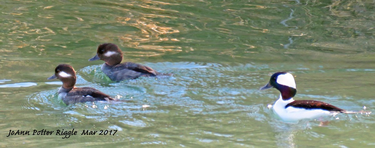 Bufflehead - ML51361581