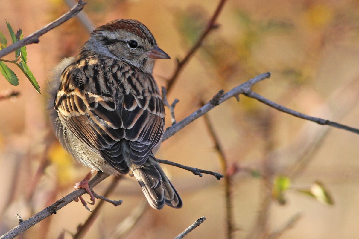 Chipping Sparrow - ML51361601