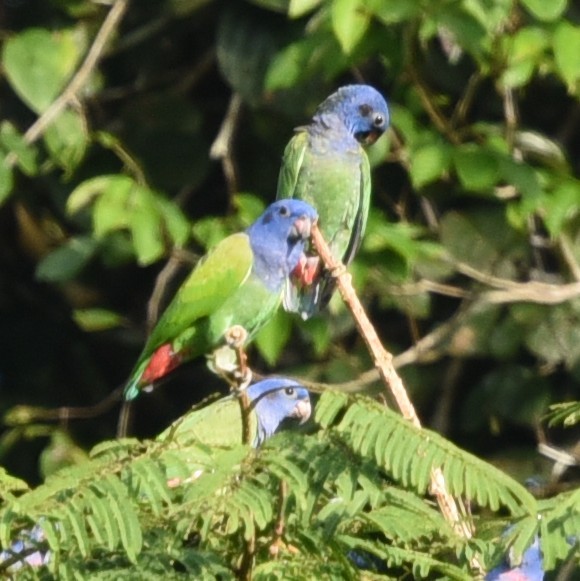 Blue-headed Parrot - Manuel Morales