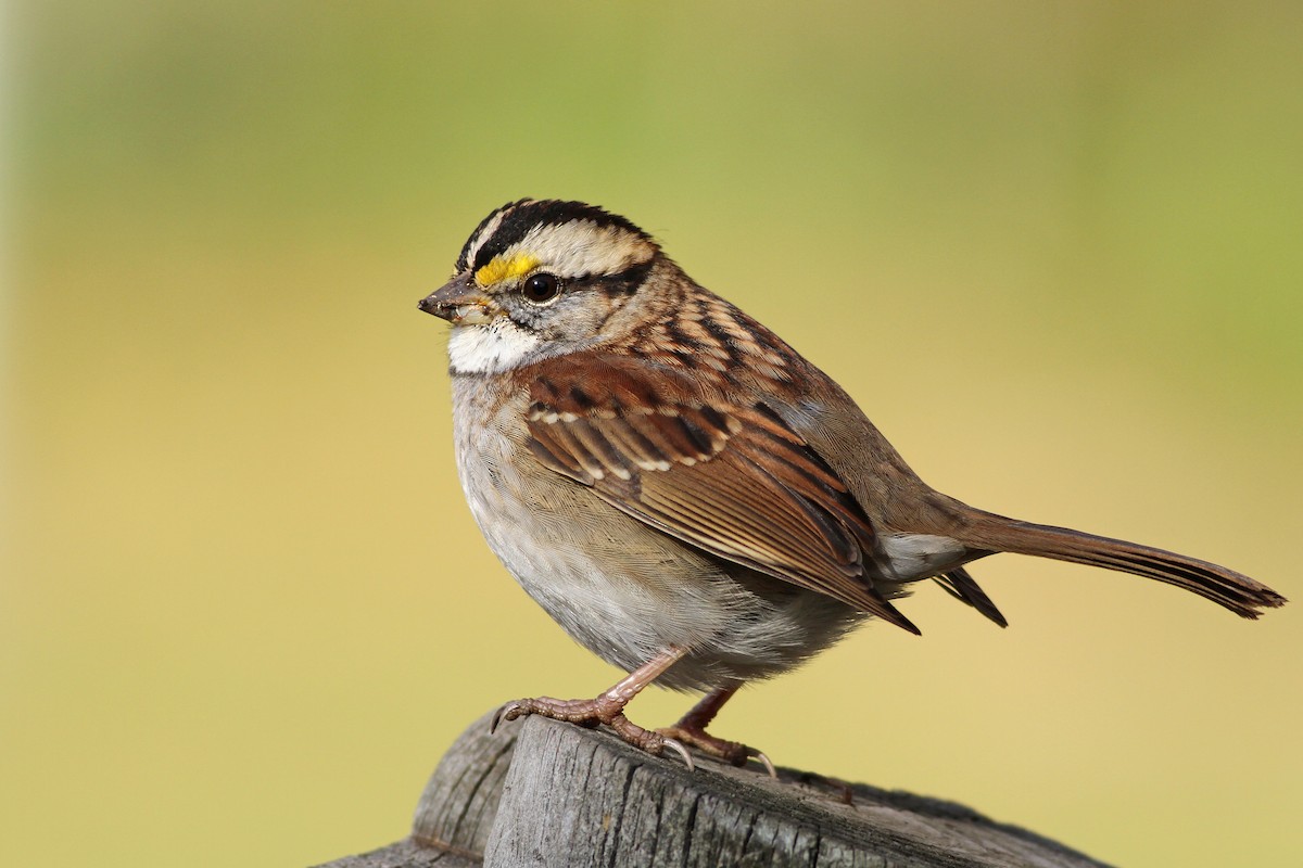 White-throated Sparrow ML51362071
