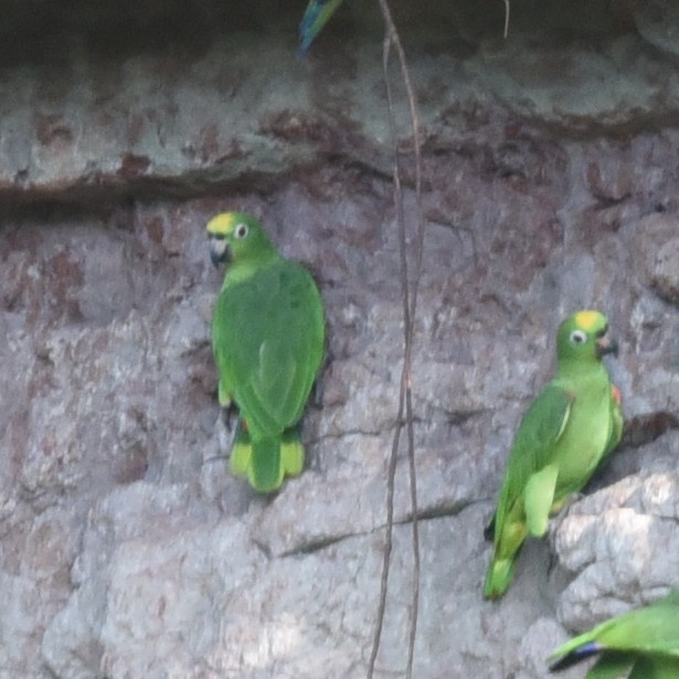 Yellow-crowned Parrot - Manuel Morales