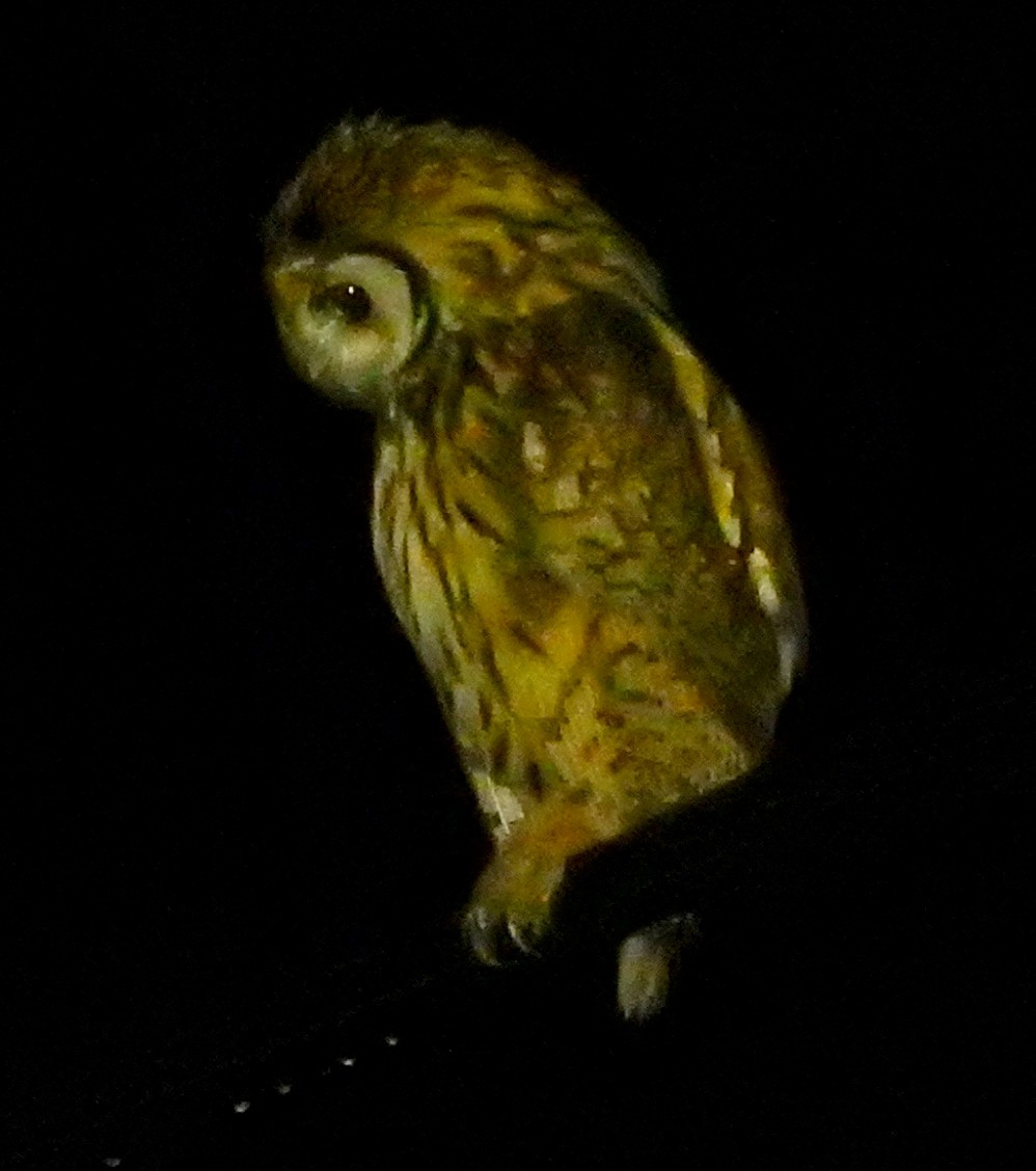 Striped Owl - ML51362131