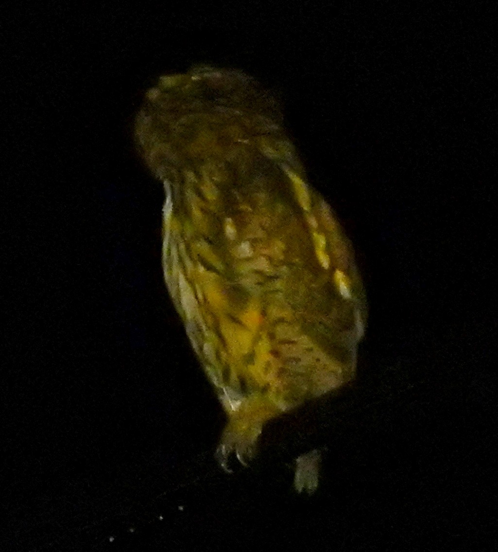 Striped Owl - ML51362141
