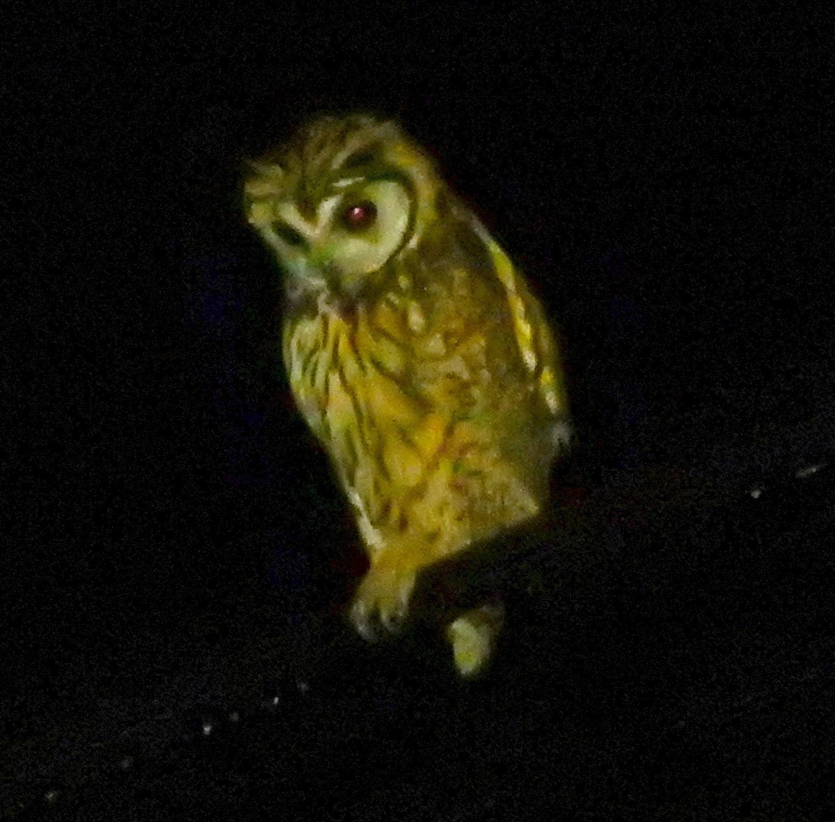 Striped Owl - ML51362151