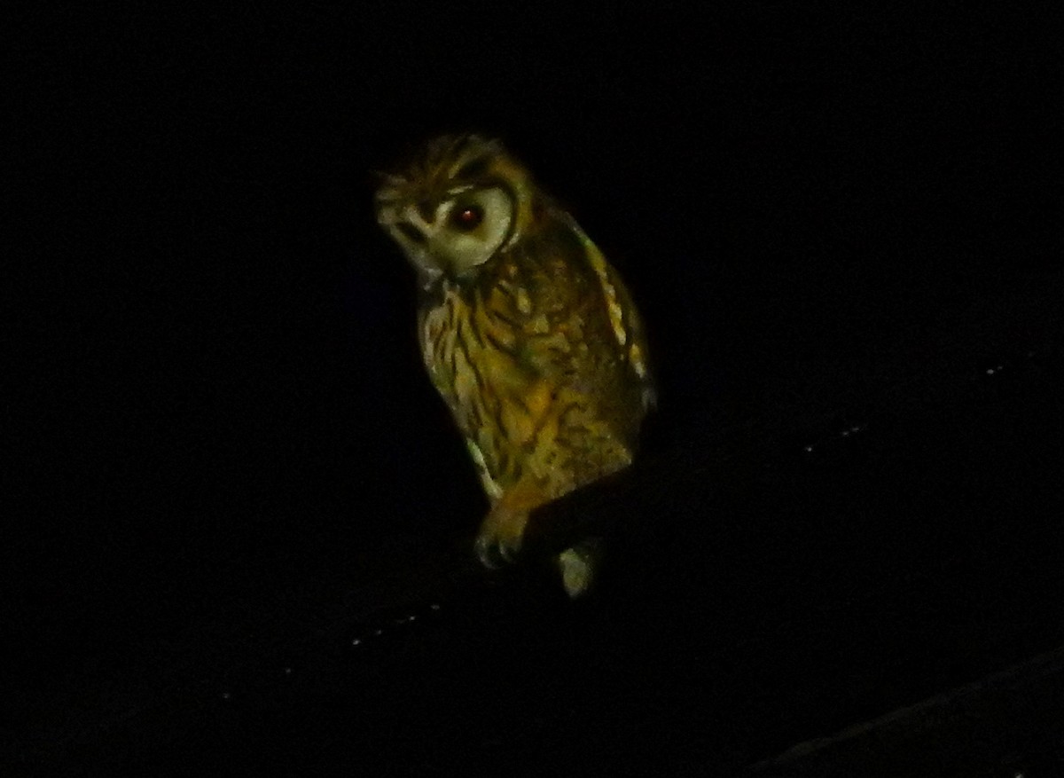 Striped Owl - ML51362161