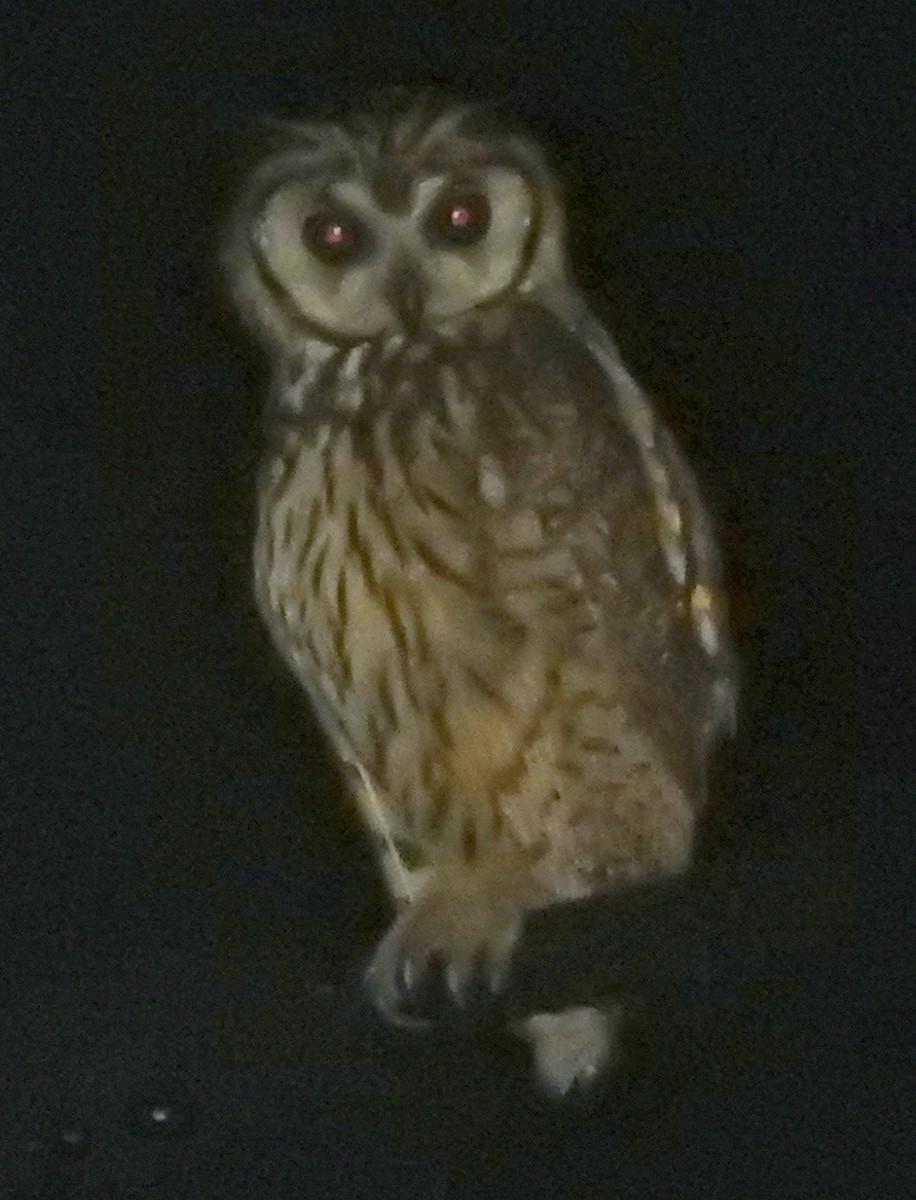 Striped Owl - ML51362171