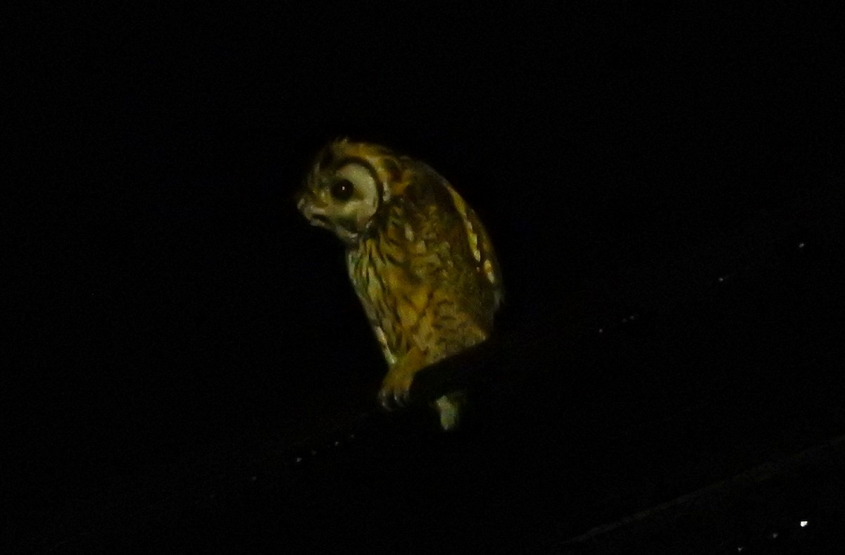 Striped Owl - ML51362181