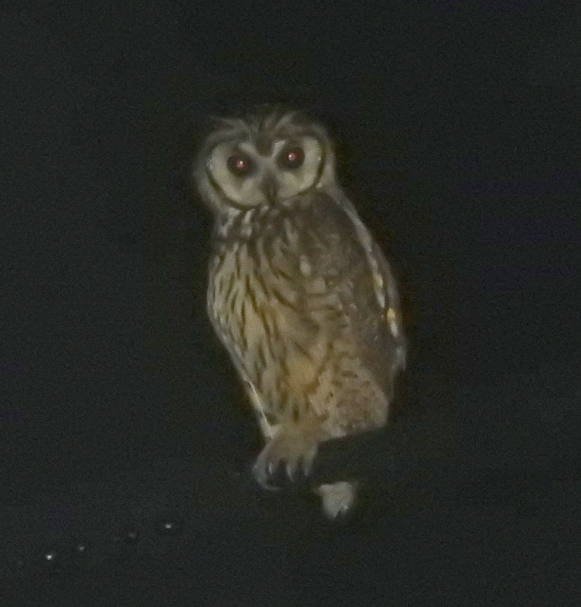 Striped Owl - ML51362201