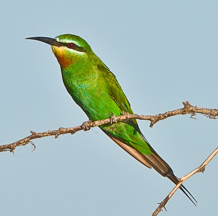 Blue-cheeked Bee-eater - ML513622311