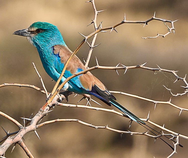 Abyssinian Roller - Arden Anderson