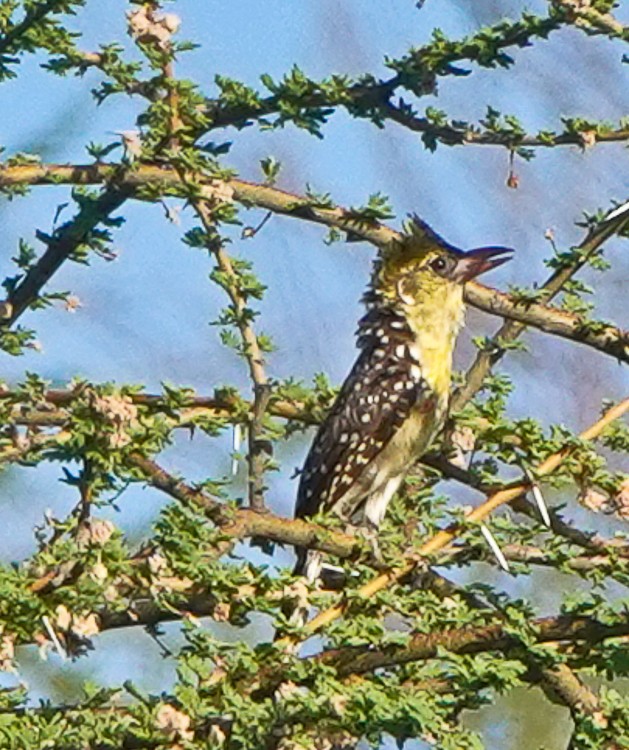 Yellow-breasted Barbet - Arden Anderson