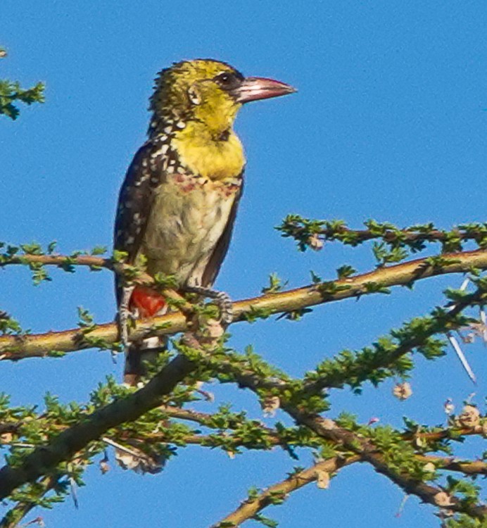 Yellow-breasted Barbet - ML513622641