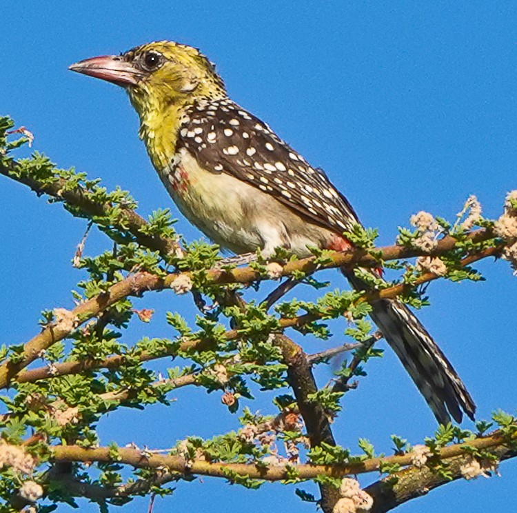 Yellow-breasted Barbet - ML513622651