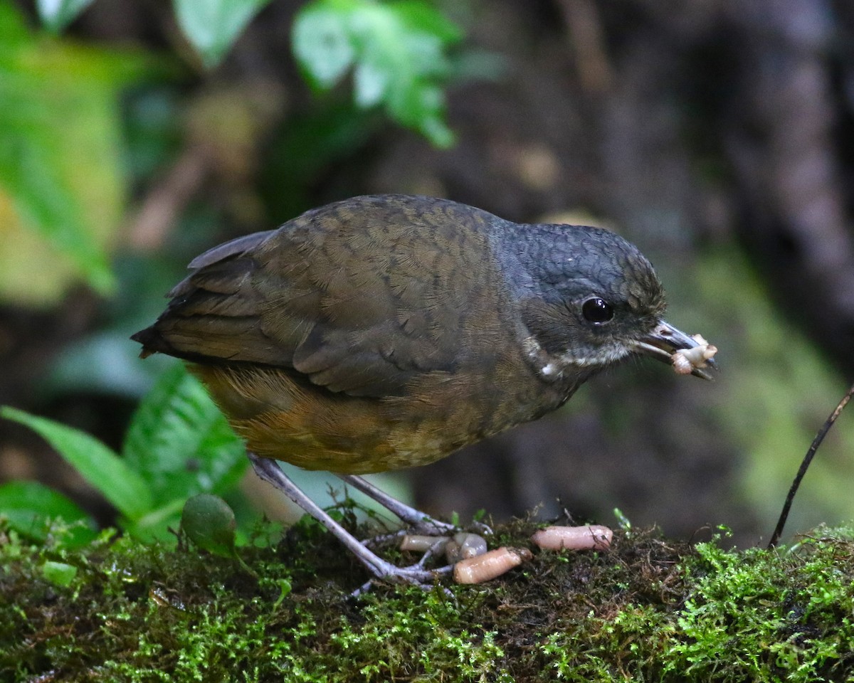 Moustached Antpitta - ML513629571