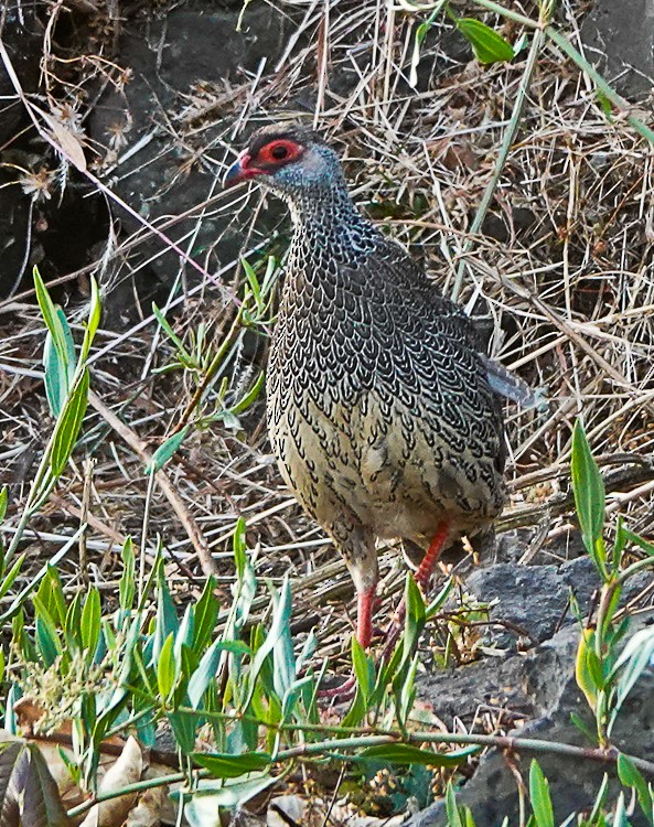Harwood's Spurfowl - Arden Anderson