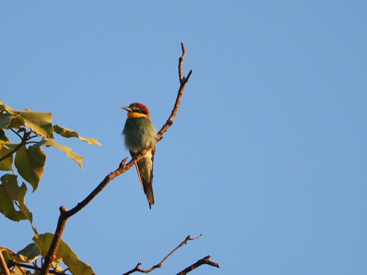 European Bee-eater - ML513634661