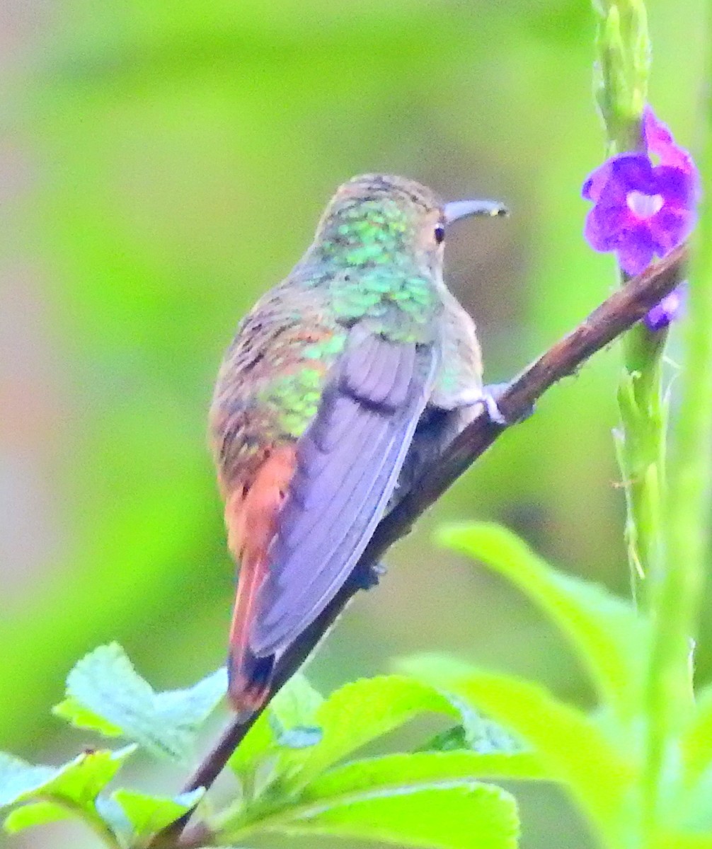 Rufous-tailed Hummingbird - James Bozeman