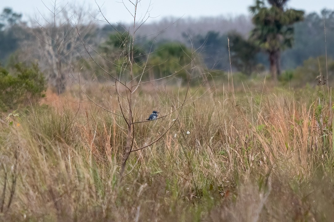 Belted Kingfisher - ML513642311