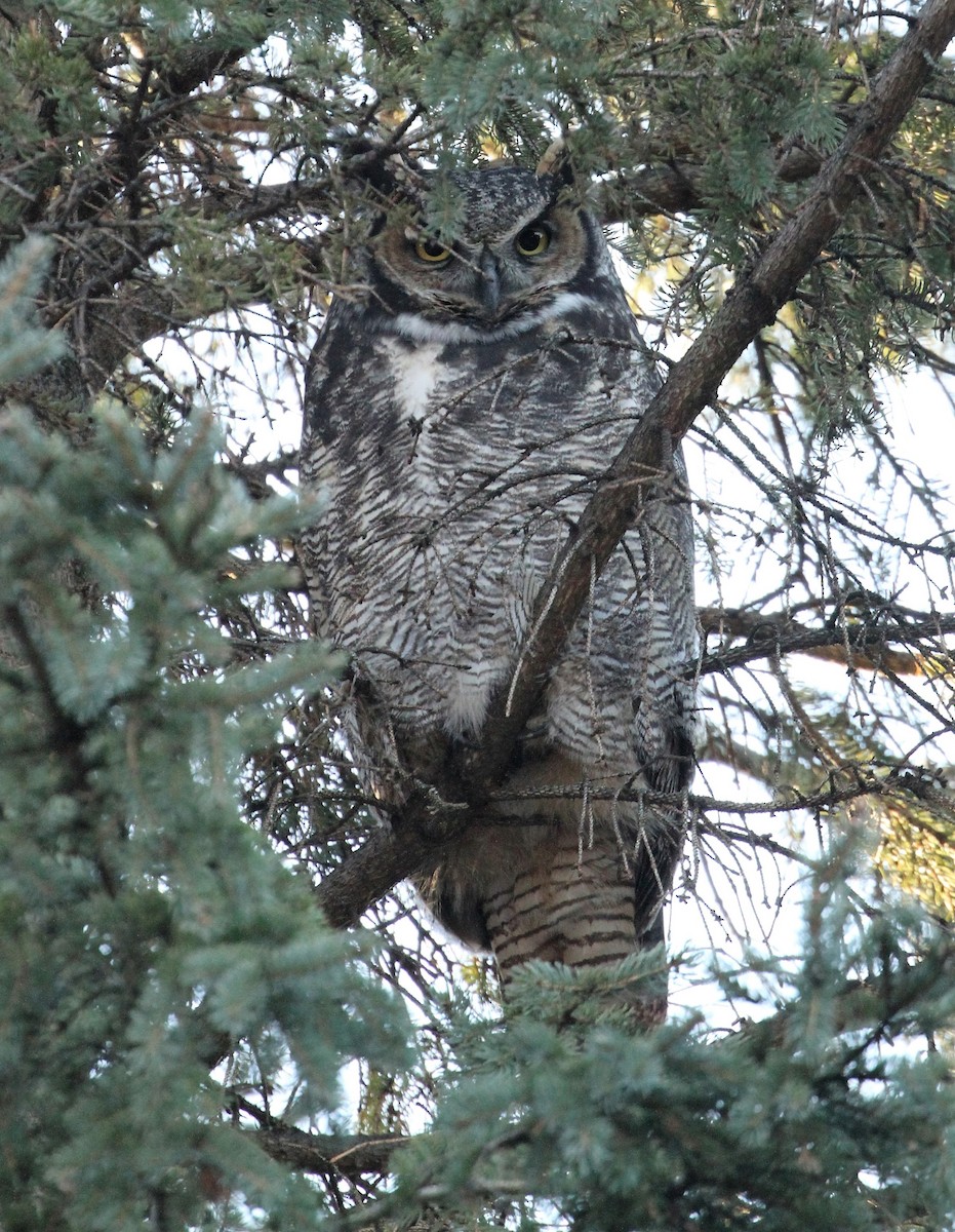 Great Horned Owl - ML513644661