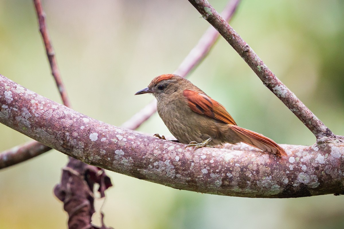Ash-browed Spinetail - ML513645641