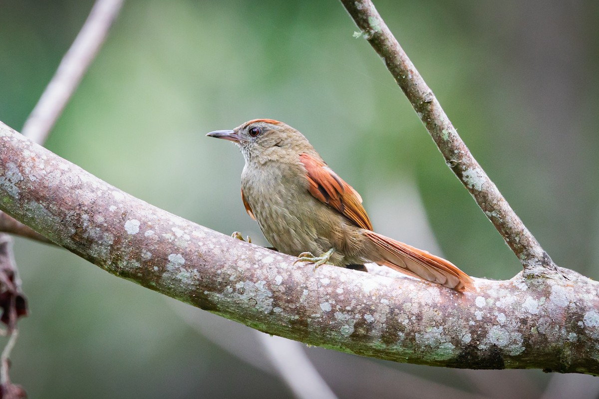 Ash-browed Spinetail - ML513645651