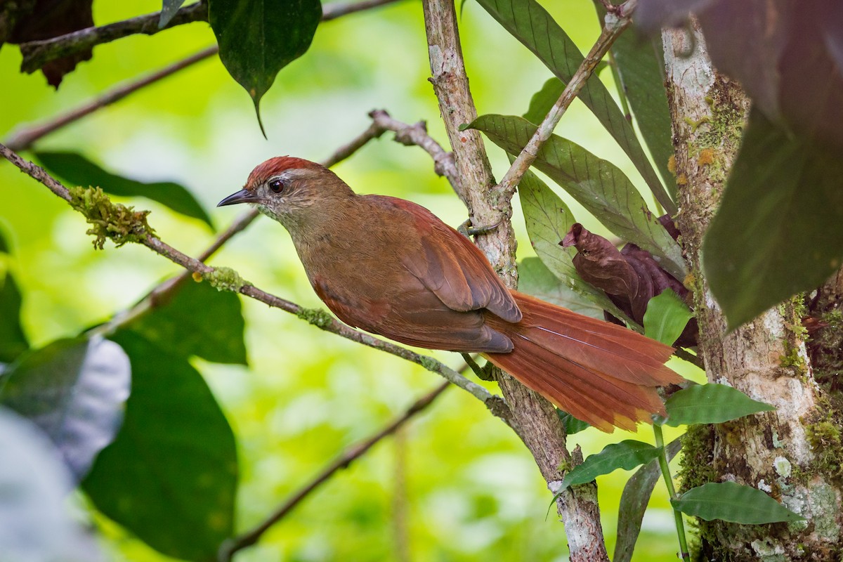 Ash-browed Spinetail - ML513645661