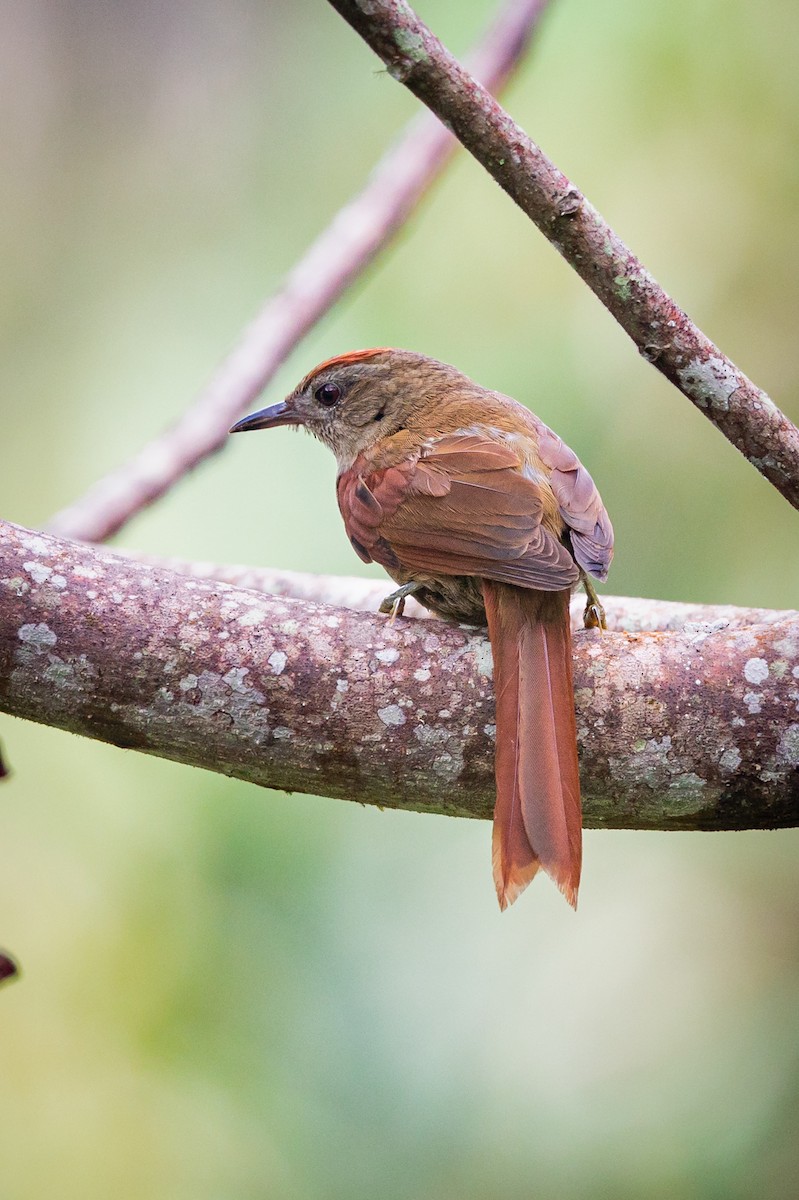 Ash-browed Spinetail - ML513645671