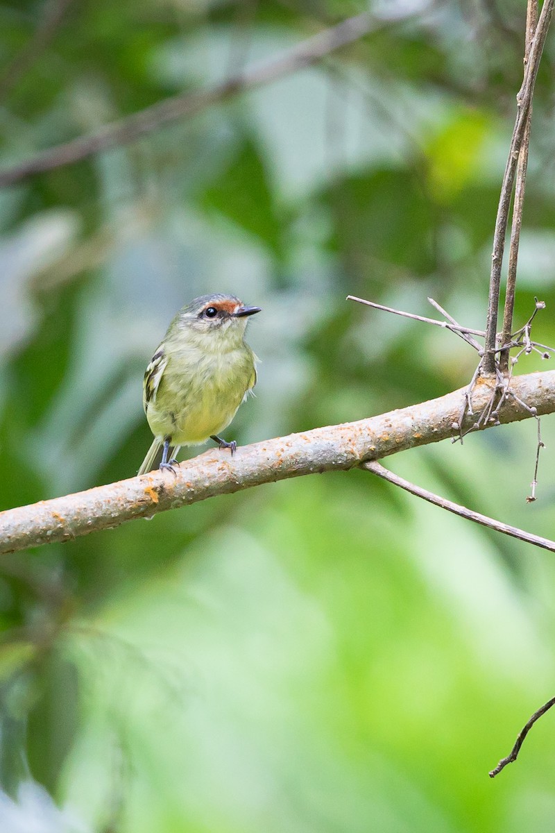 Cinnamon-faced Tyrannulet - Miguel Lezama - Tanager Tours
