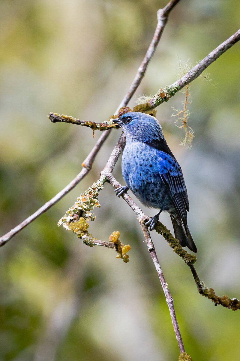 Blue-and-black Tanager - ML513647501