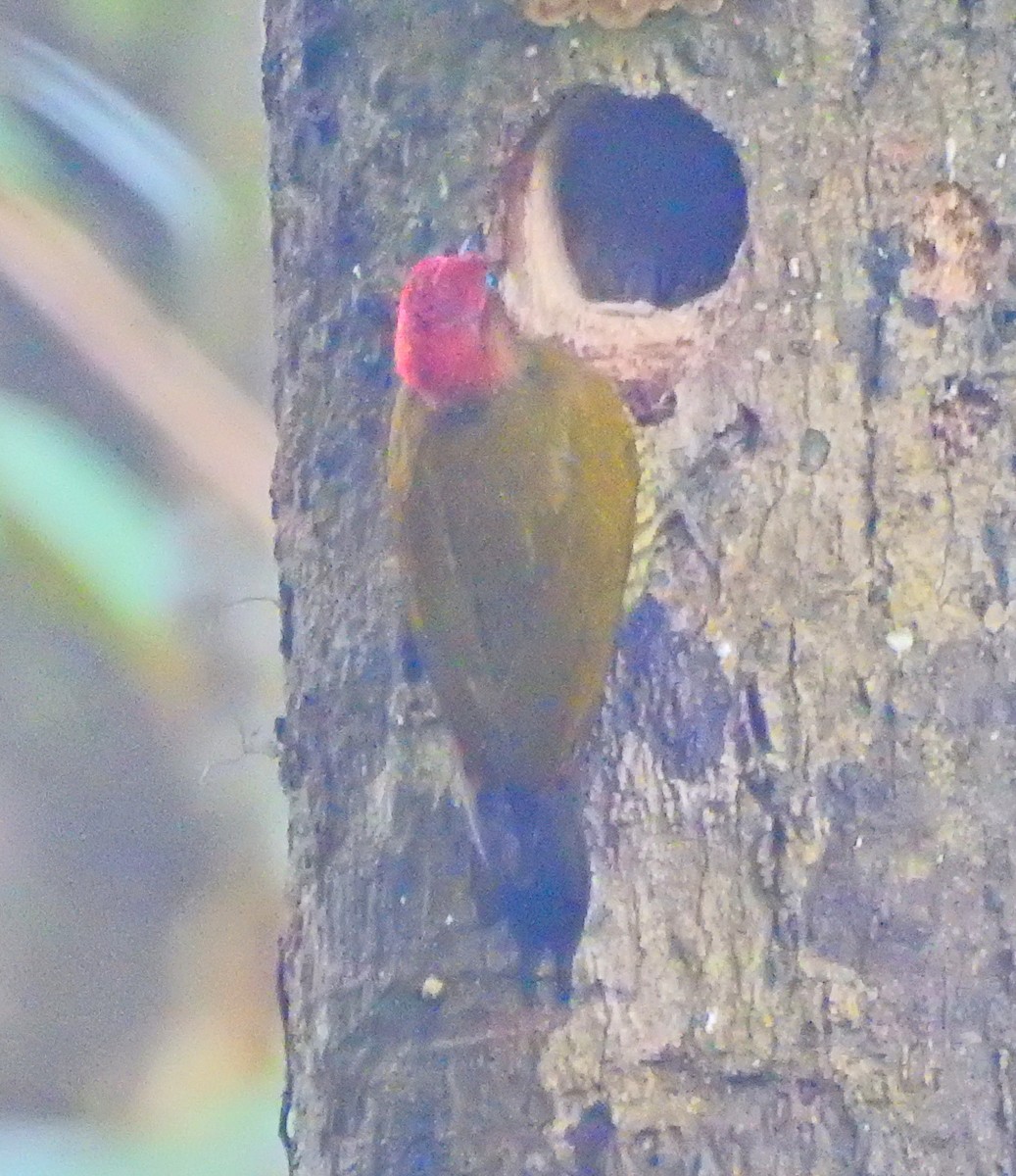Rufous-winged Woodpecker - James Bozeman