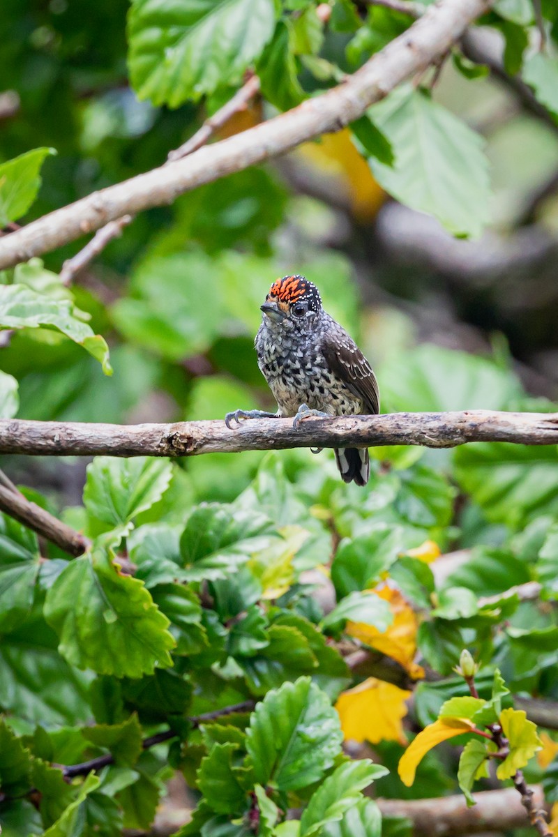 Ocellated Piculet - ML513651271
