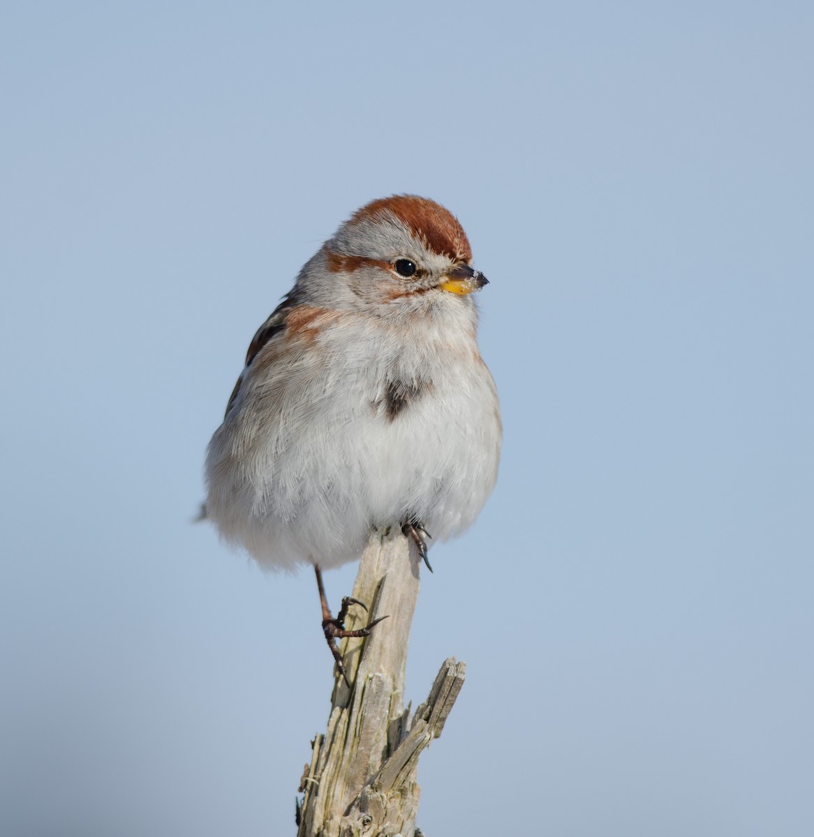 American Tree Sparrow - ML51365961