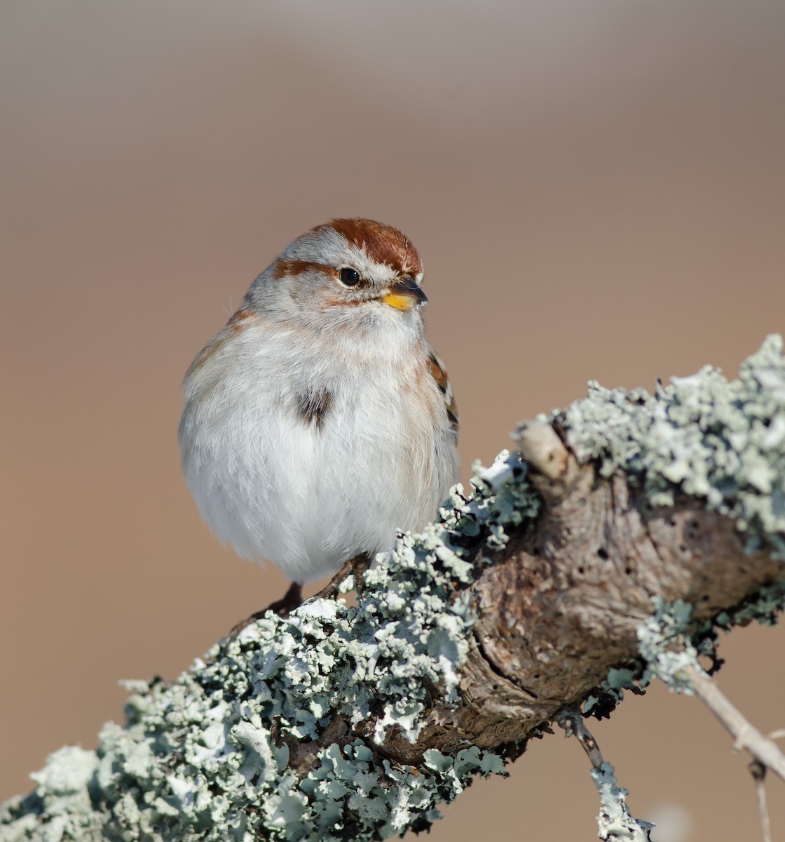 American Tree Sparrow - ML51365971