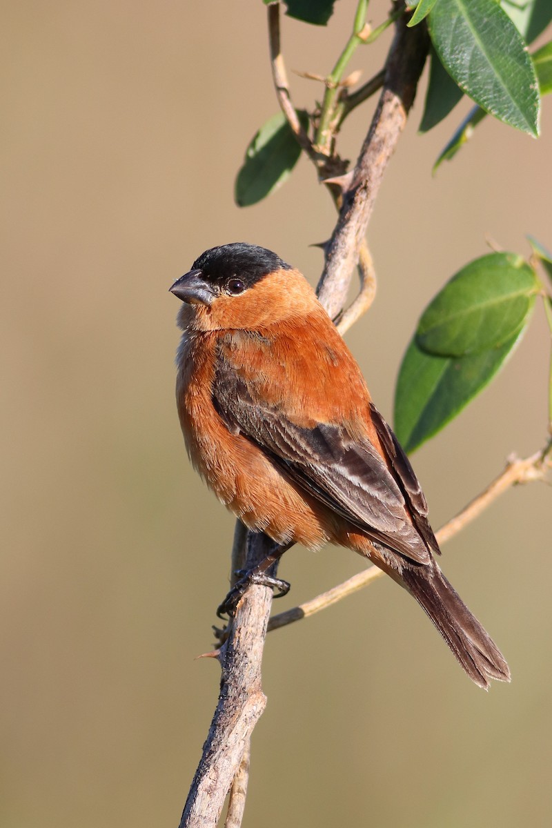 Copper Seedeater - ML513662321