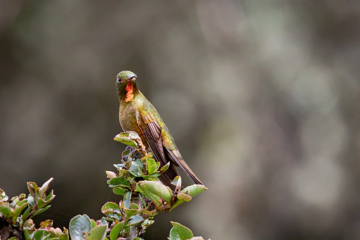 Fire-throated Metaltail - ML513663651