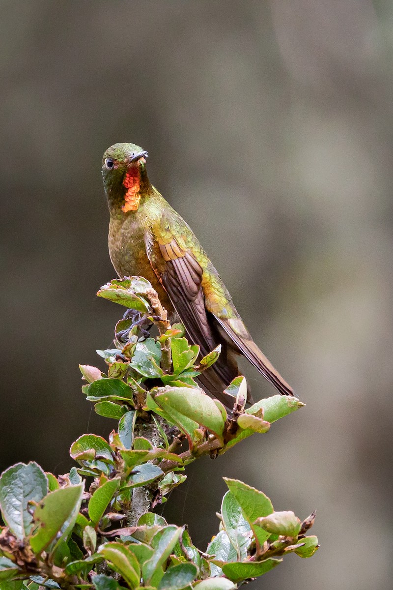 Fire-throated Metaltail - ML513663661