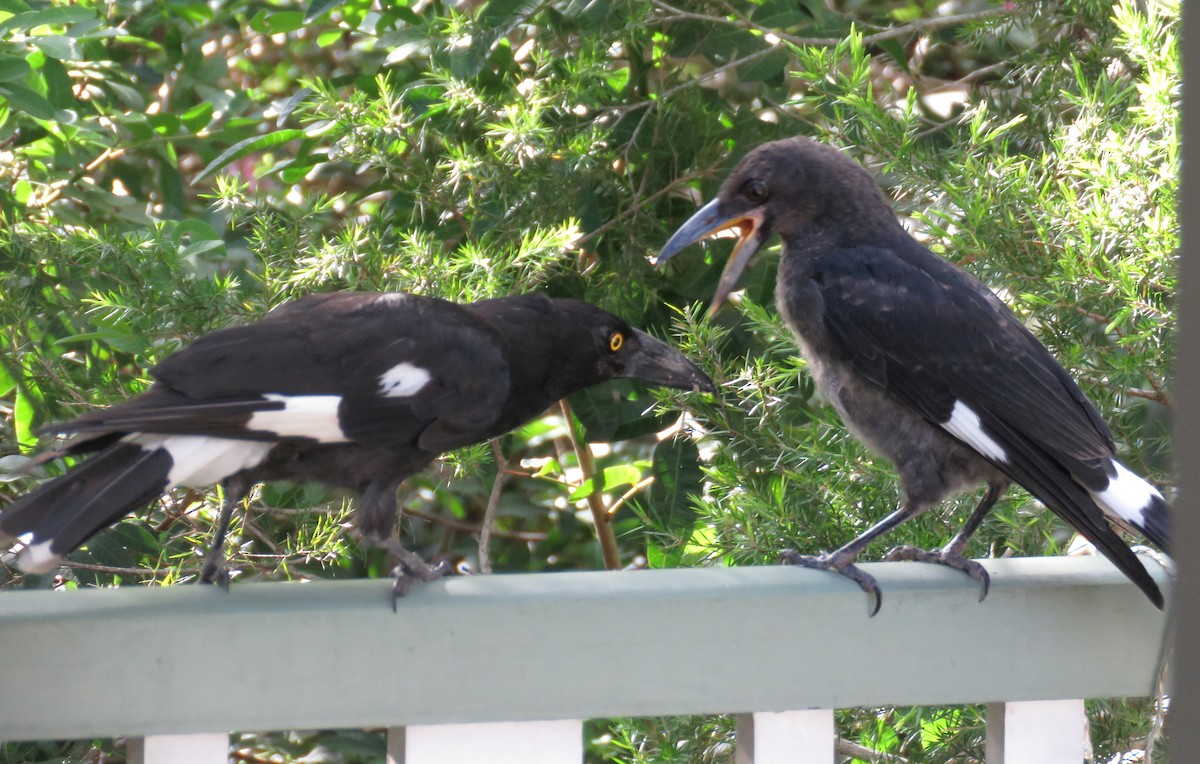 Pied Currawong - ML513663801