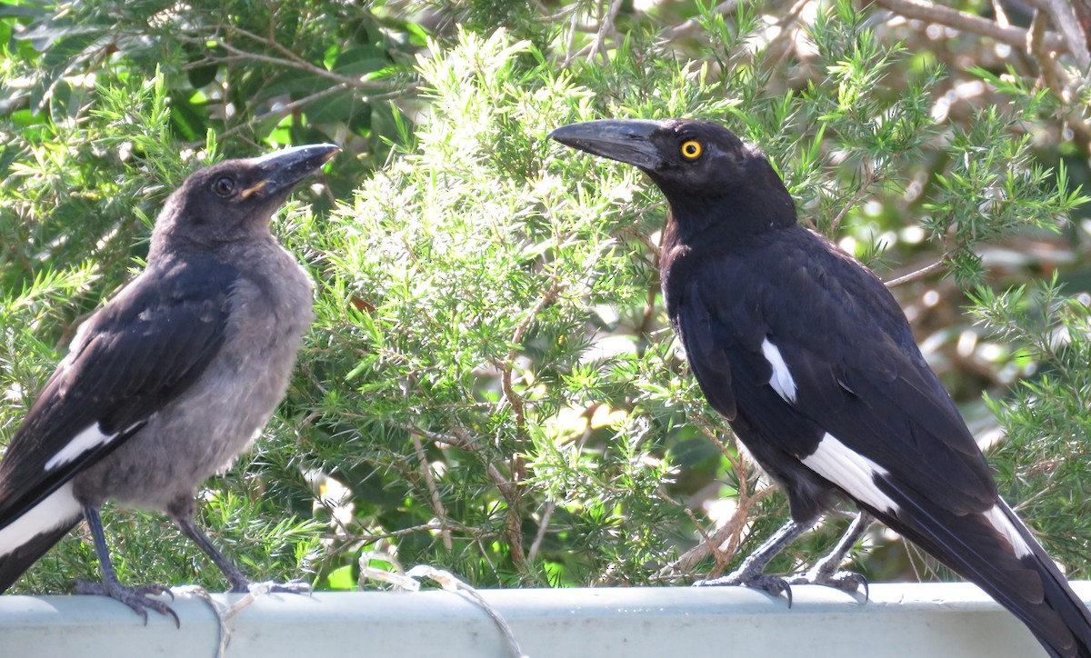 Pied Currawong - ML513663841