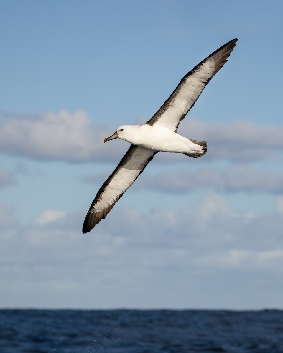 Atlantic/Indian Yellow-nosed Albatross - Dorian Anderson