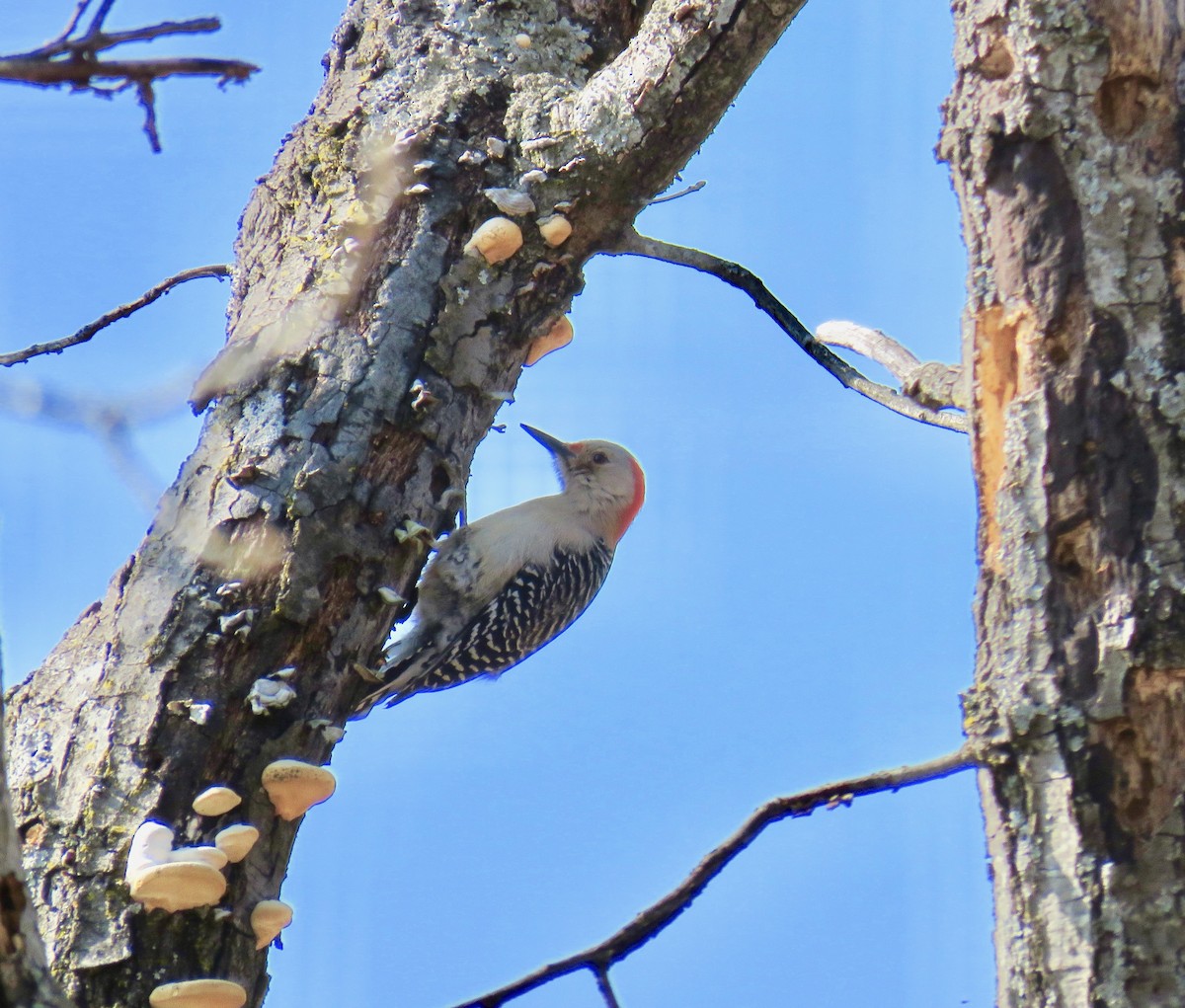 Red-bellied Woodpecker - ML51366421