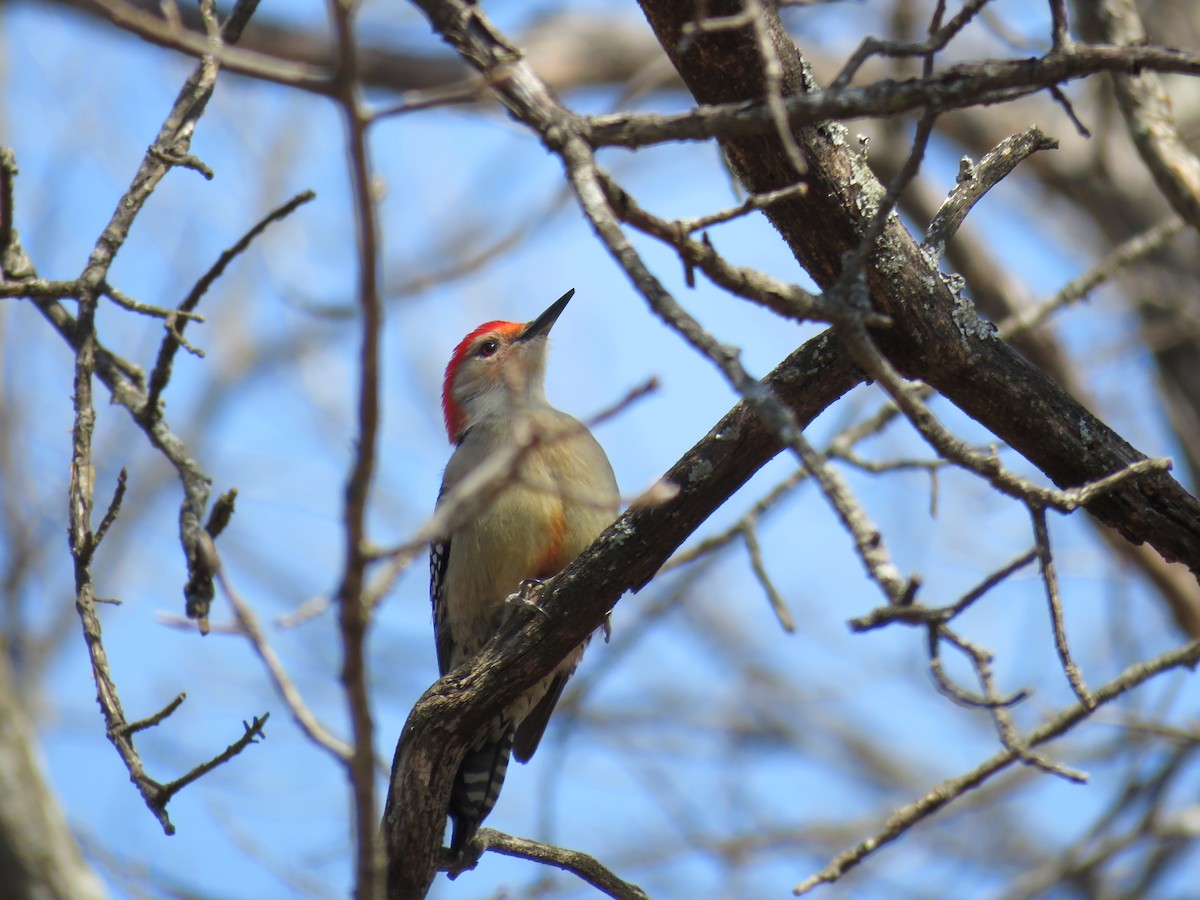 Red-bellied Woodpecker - ML51366441