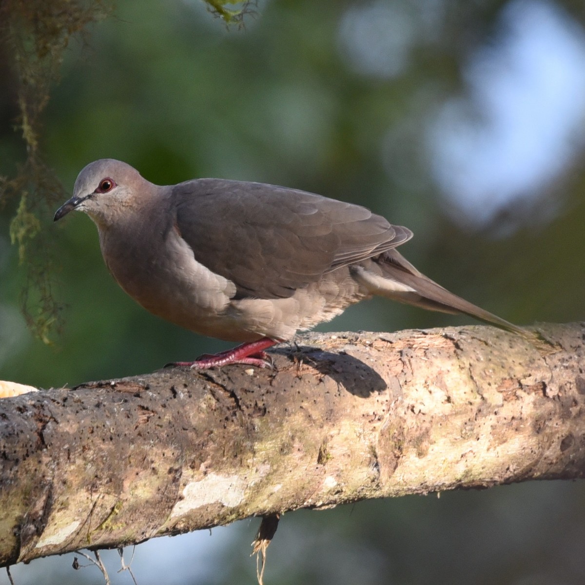 White-tipped Dove - Manuel Morales