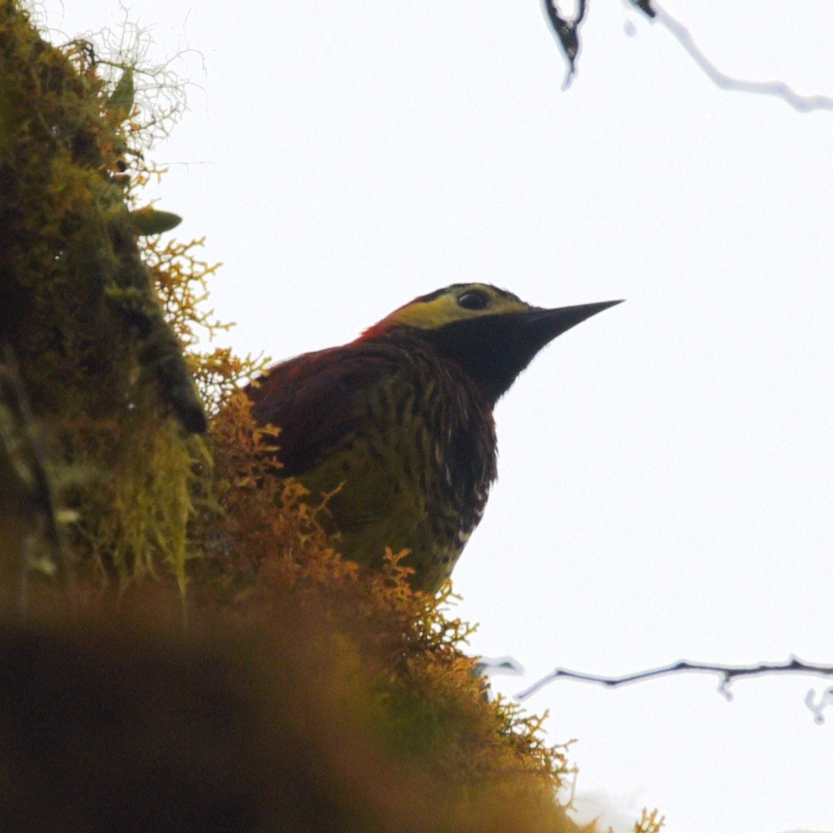 Crimson-mantled Woodpecker - ML513667171