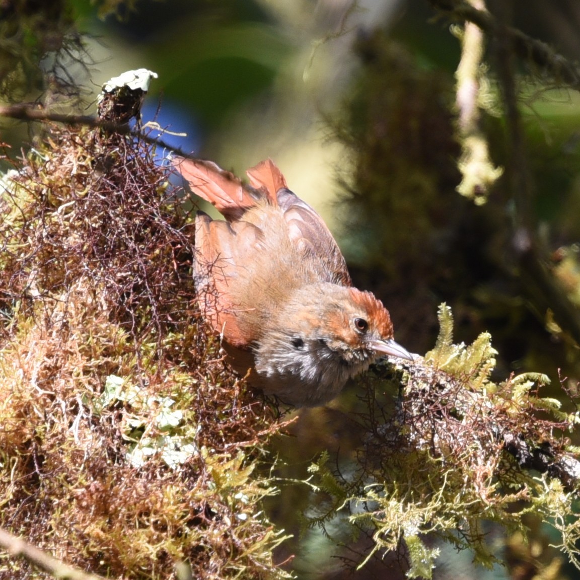 Red-faced Spinetail - ML513667331