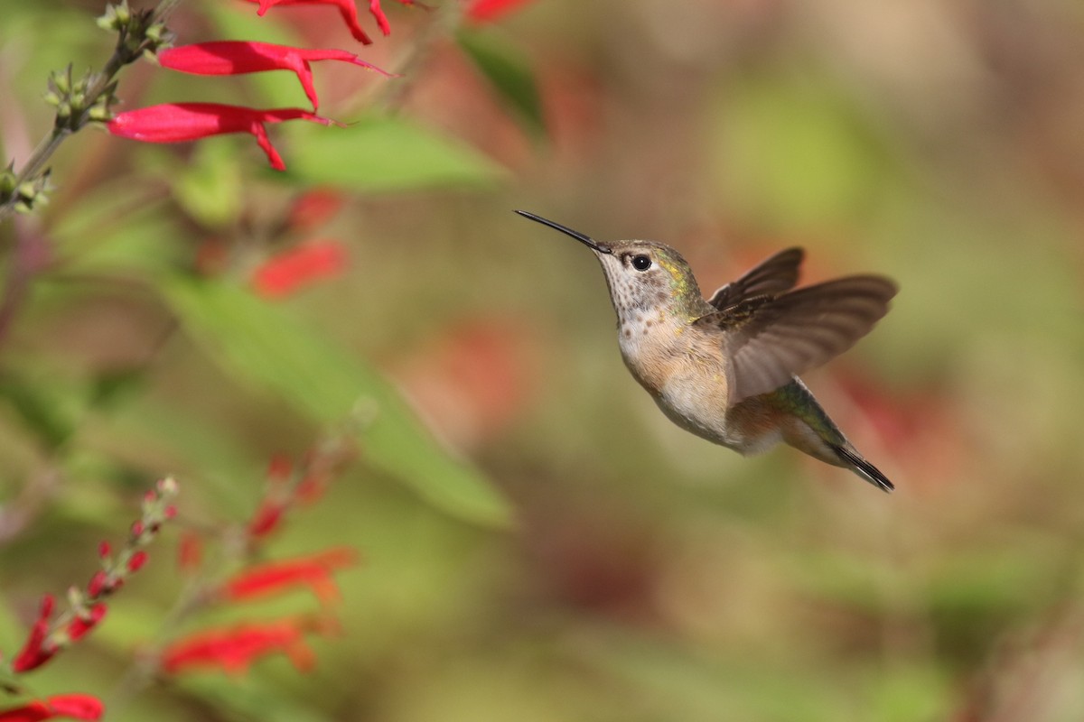 Calliope Hummingbird - Jesse Amesbury