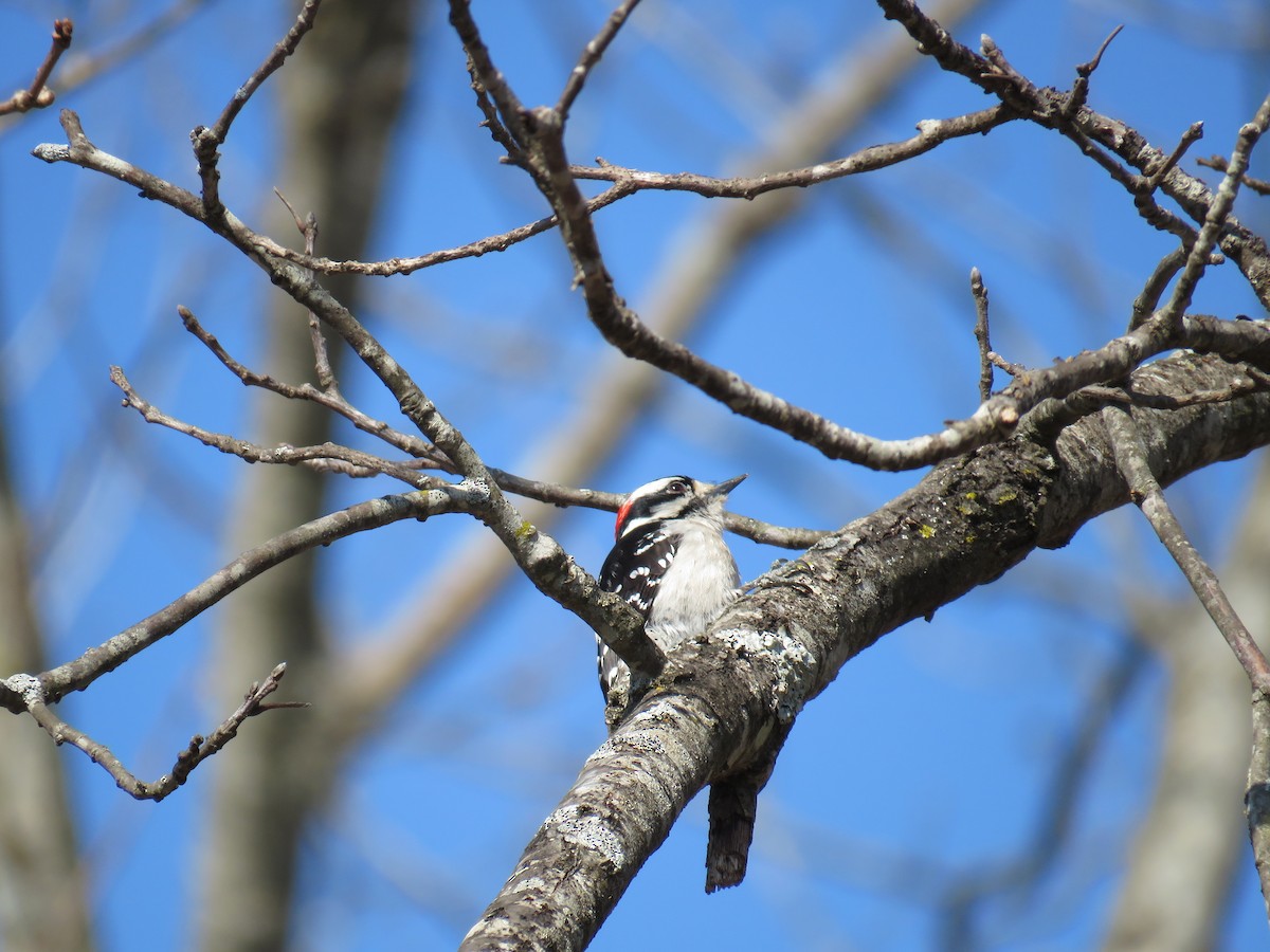 Downy Woodpecker - ML51367171